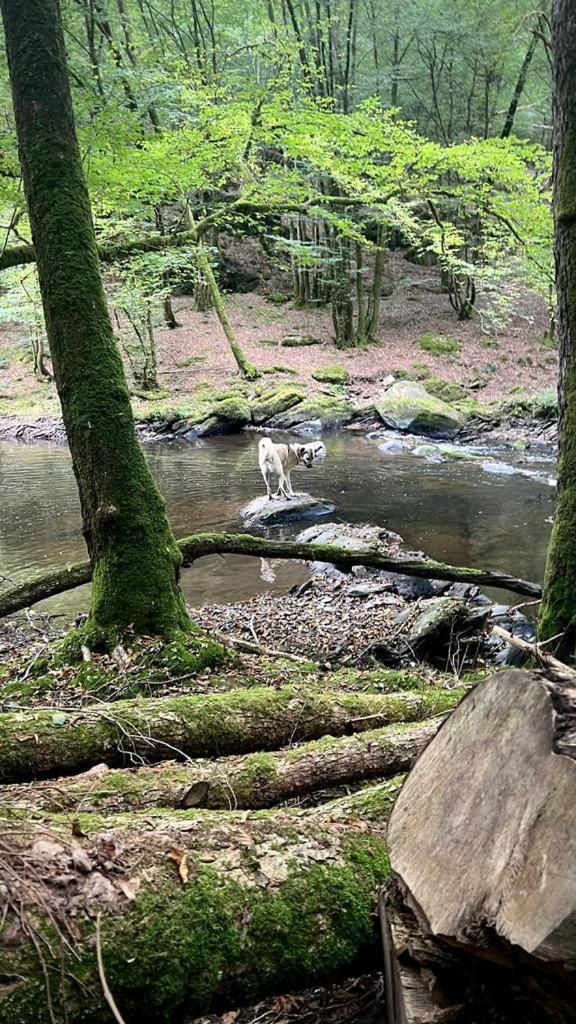 La Maison Attila En Ardennes Libin Luaran gambar